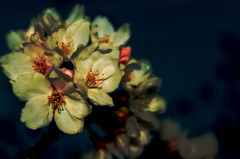 硬質な桜