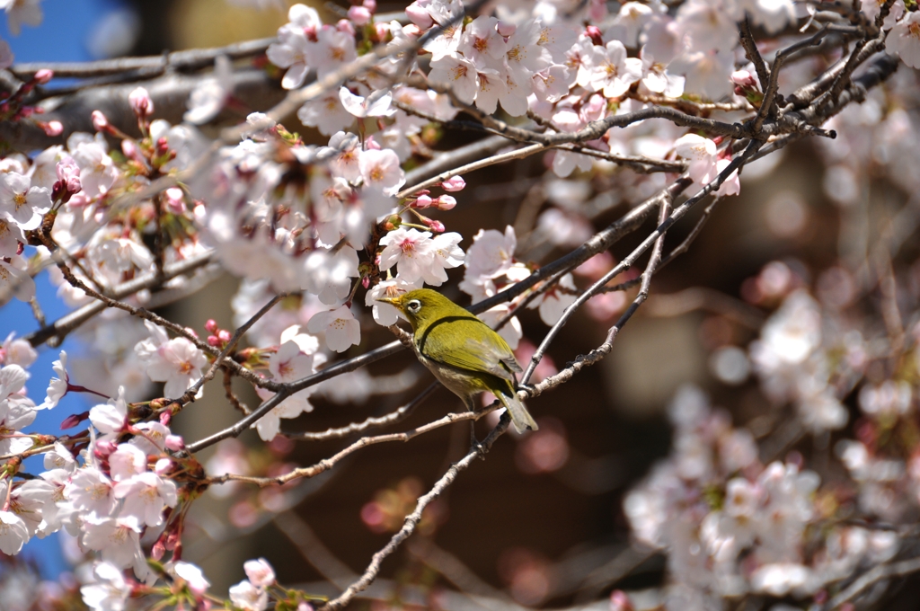 鴬と桜-2-