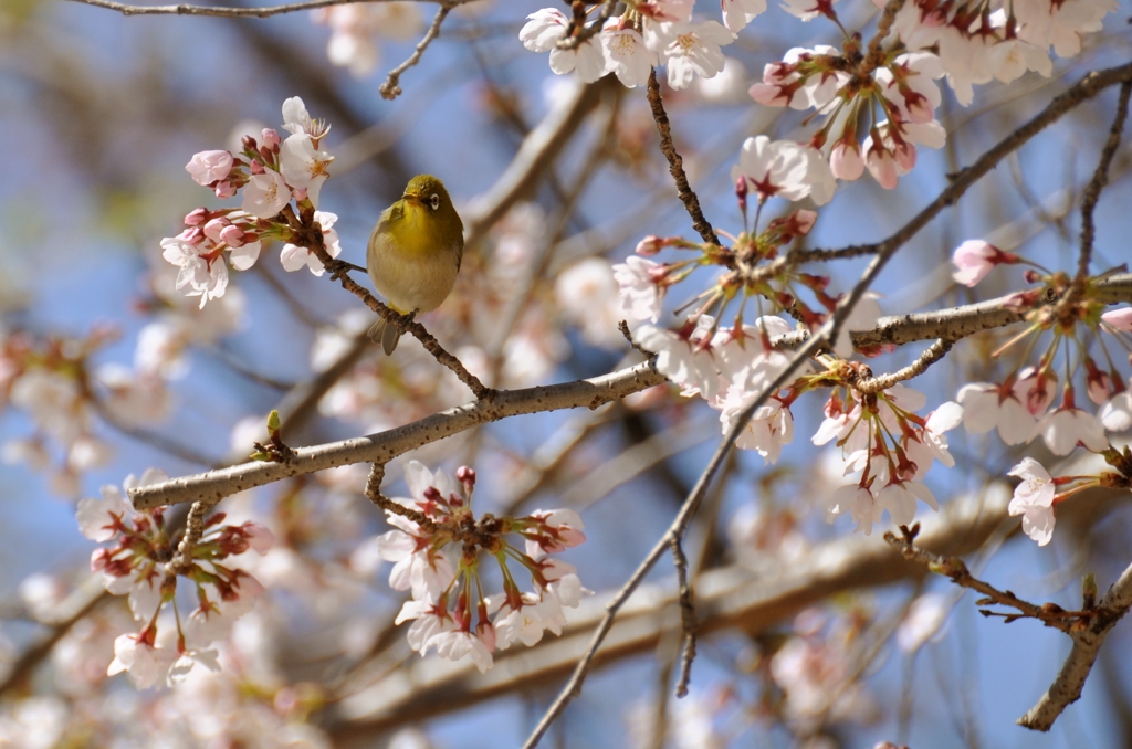 鴬と桜-１-