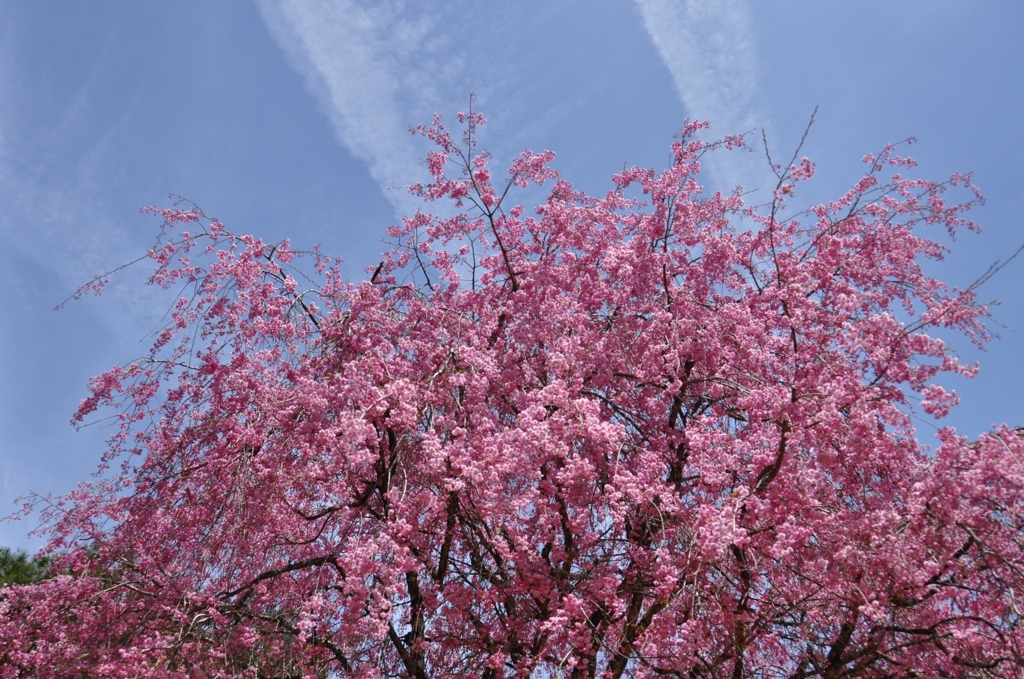 ５月桜