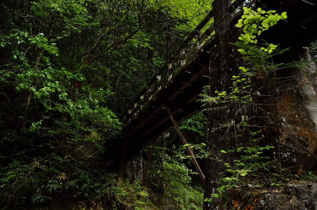 森にかかる橋