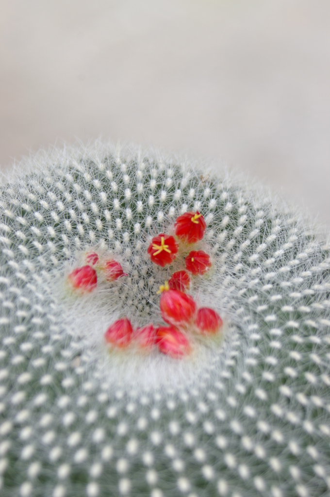サボテンの花