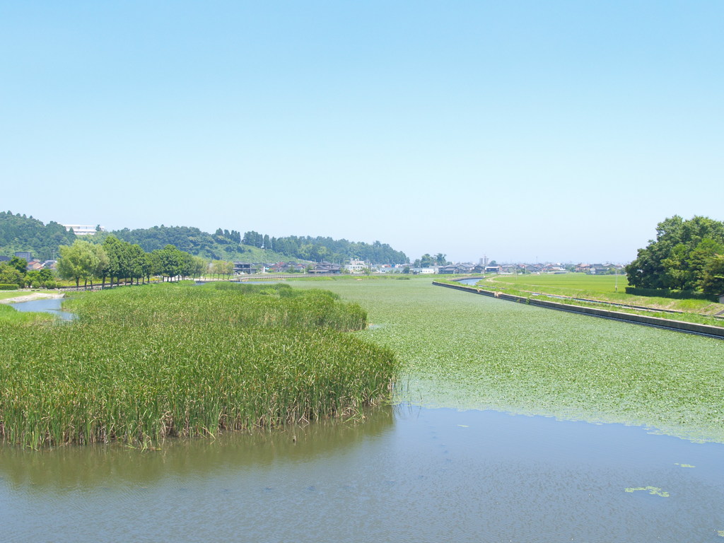 湿地