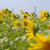 ひまわり２０１０　04
