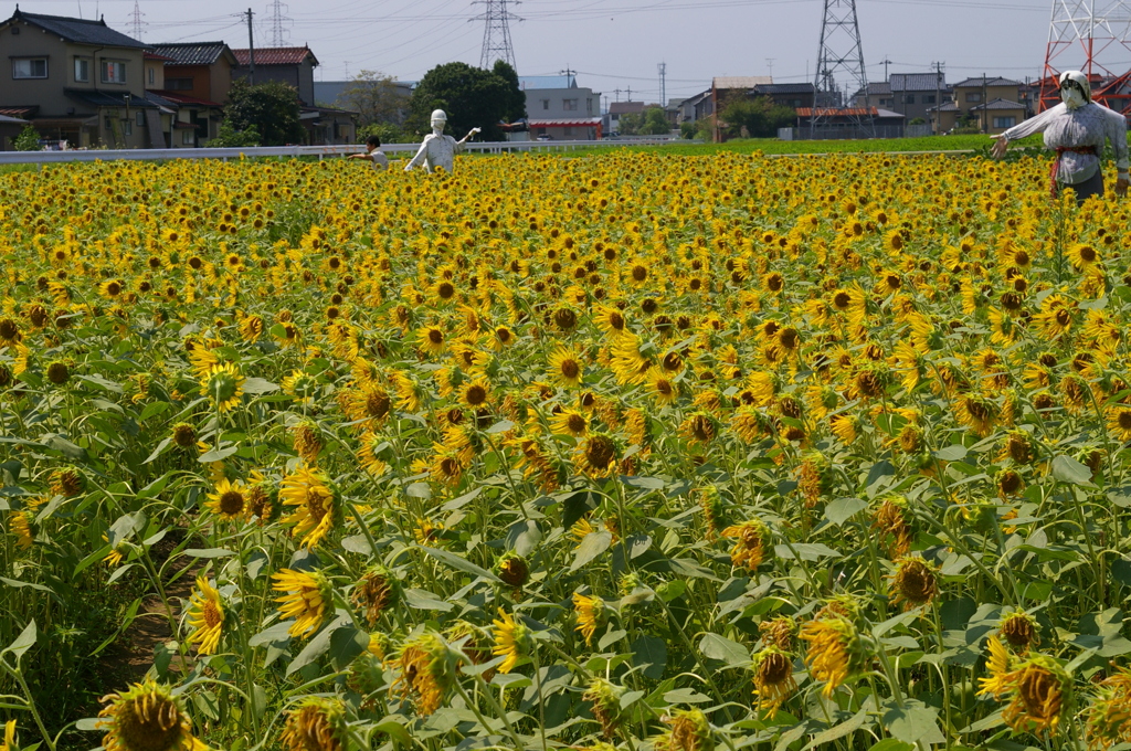 ひまわり２０１０　07