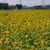 ひまわり２０１０　07