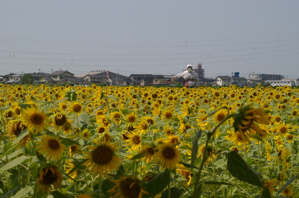 ひまわり２０１０　08