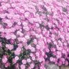 石垣の花