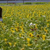 ひまわり２０１０　01