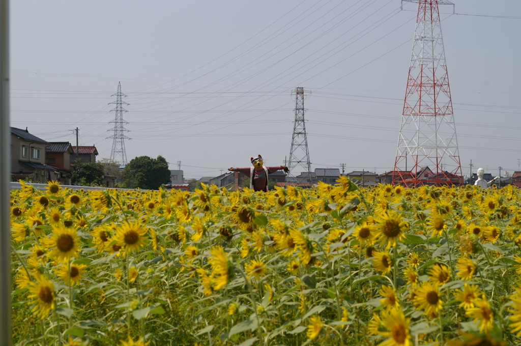 ひまわり２０１０　09