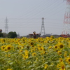 ひまわり２０１０　09