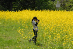菜の花畑を狙って・・
