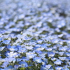 ひたち海浜公園　'10.5.5