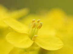 菜の花