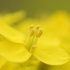 菜の花