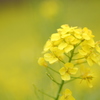 菜の花