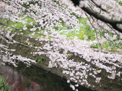 引地川 千本桜