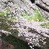 引地川 千本桜