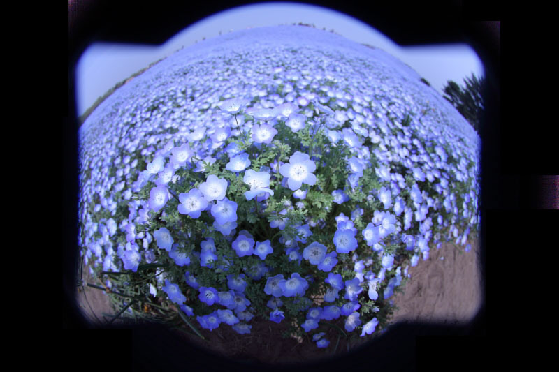 ネモフィラ　5Dmk2 ＋ TOKINA AT-X 107 DX  FishEy