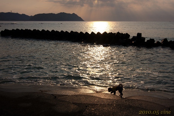 朝日の昇る海で