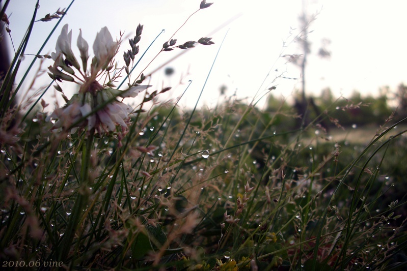 The small world of early morning