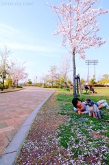 桜、綺麗だね