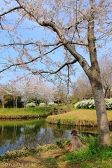 お花見