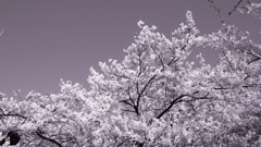 姥桜
