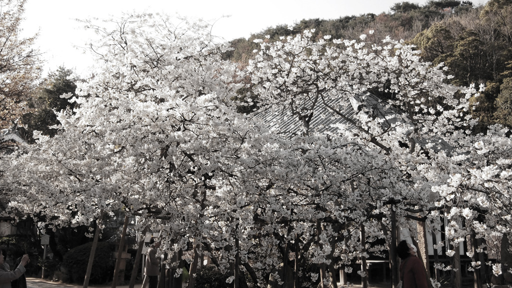 姥桜