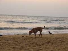 Marina Beach