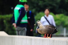 朝の癒し