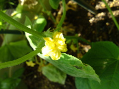 多分、きゅうりの花