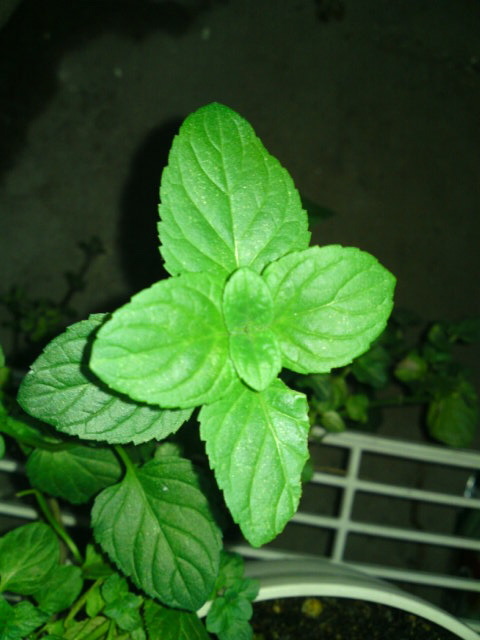 PAP_0796