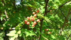 PAP_0033