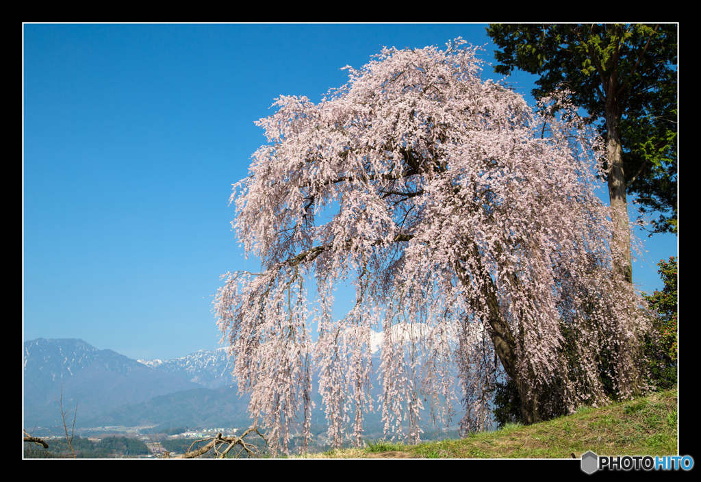 吉瀬のしだれ桜