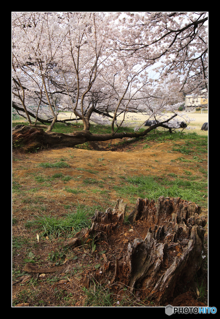 日本一の学校桜4