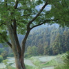 宿り木〜陽