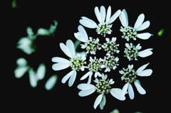 Flying　flowers