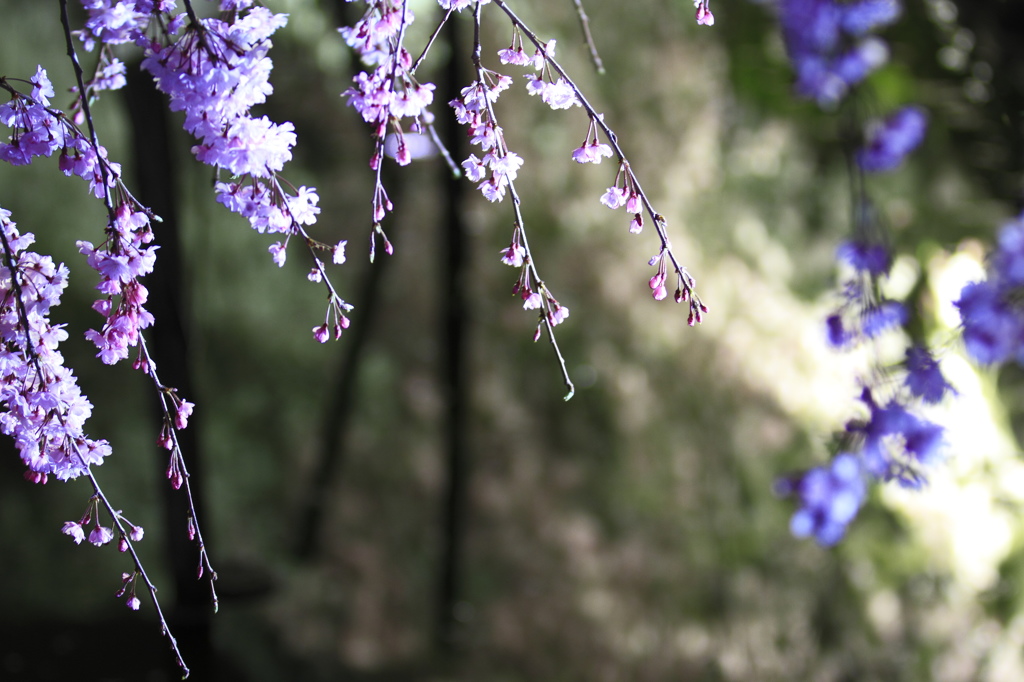 桜提灯