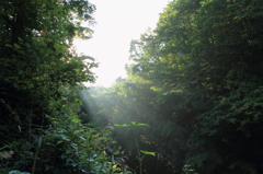 沢の目醒め