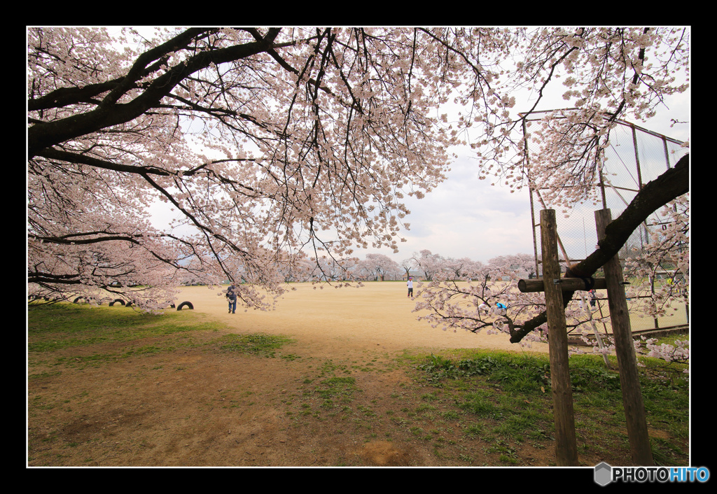 日本一の学校桜5