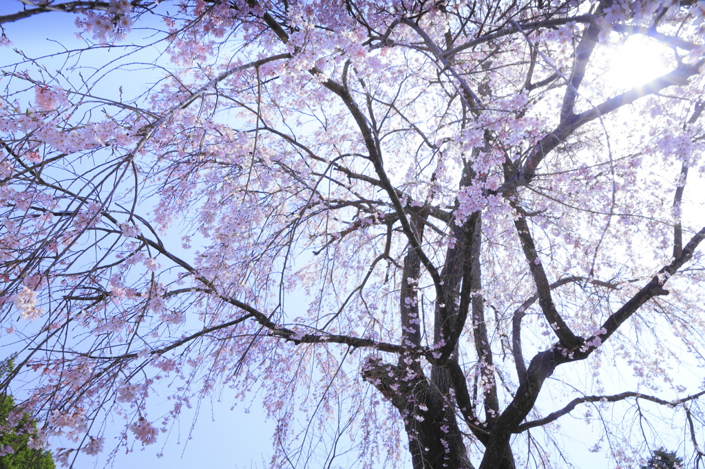 ご縁桜