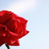 私の薔薇