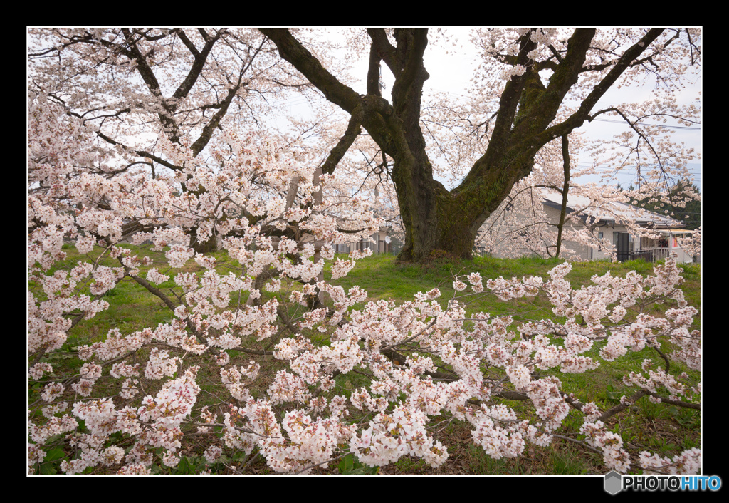 日本一の学校桜3