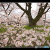 日本一の学校桜3