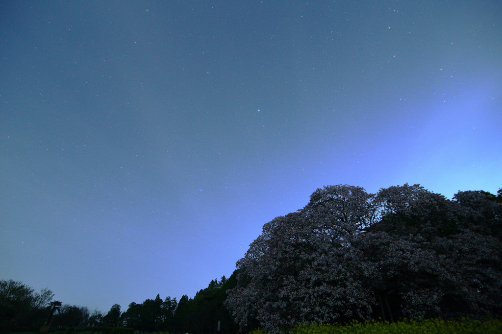 SAKURA BLU