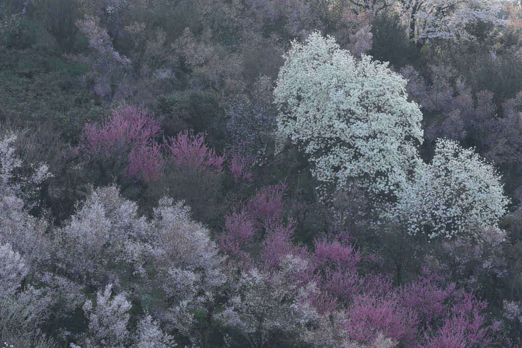 花見山２