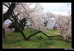 日本一の学校桜2