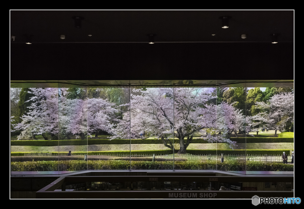 桜屏風
