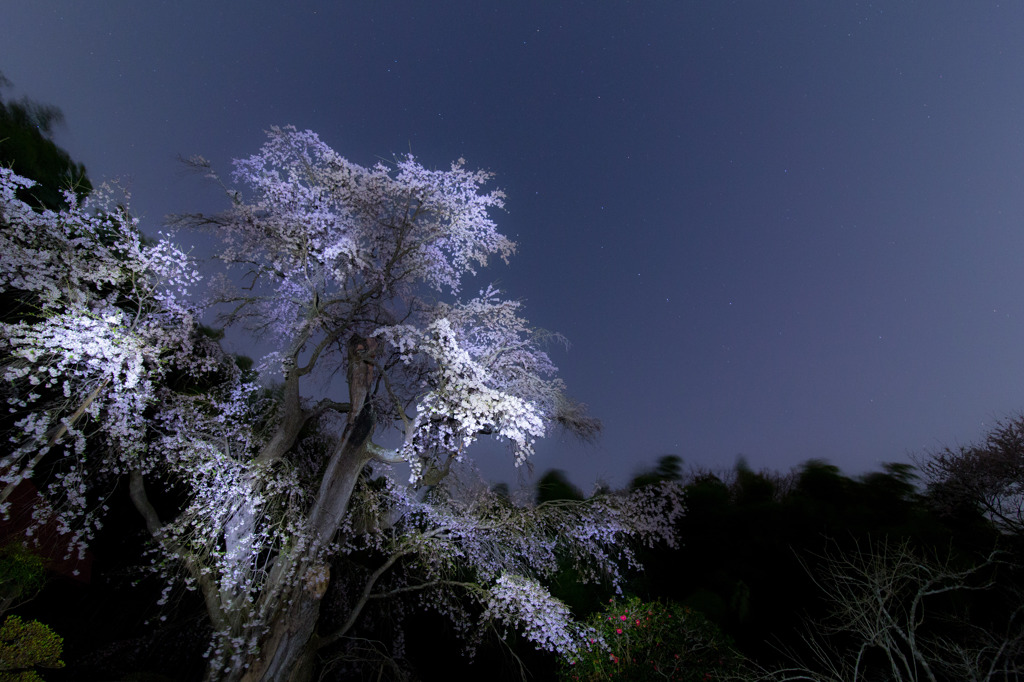 雪月花